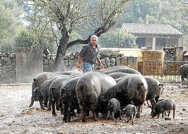 Die Insel Der Glucklichen Schweine